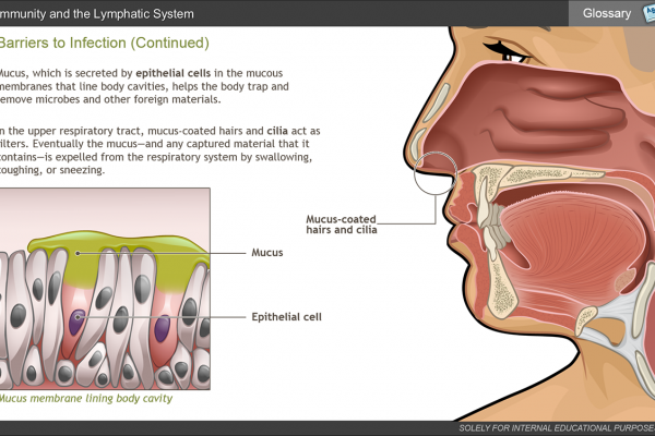 Anatomy of the Immune System eLearning
