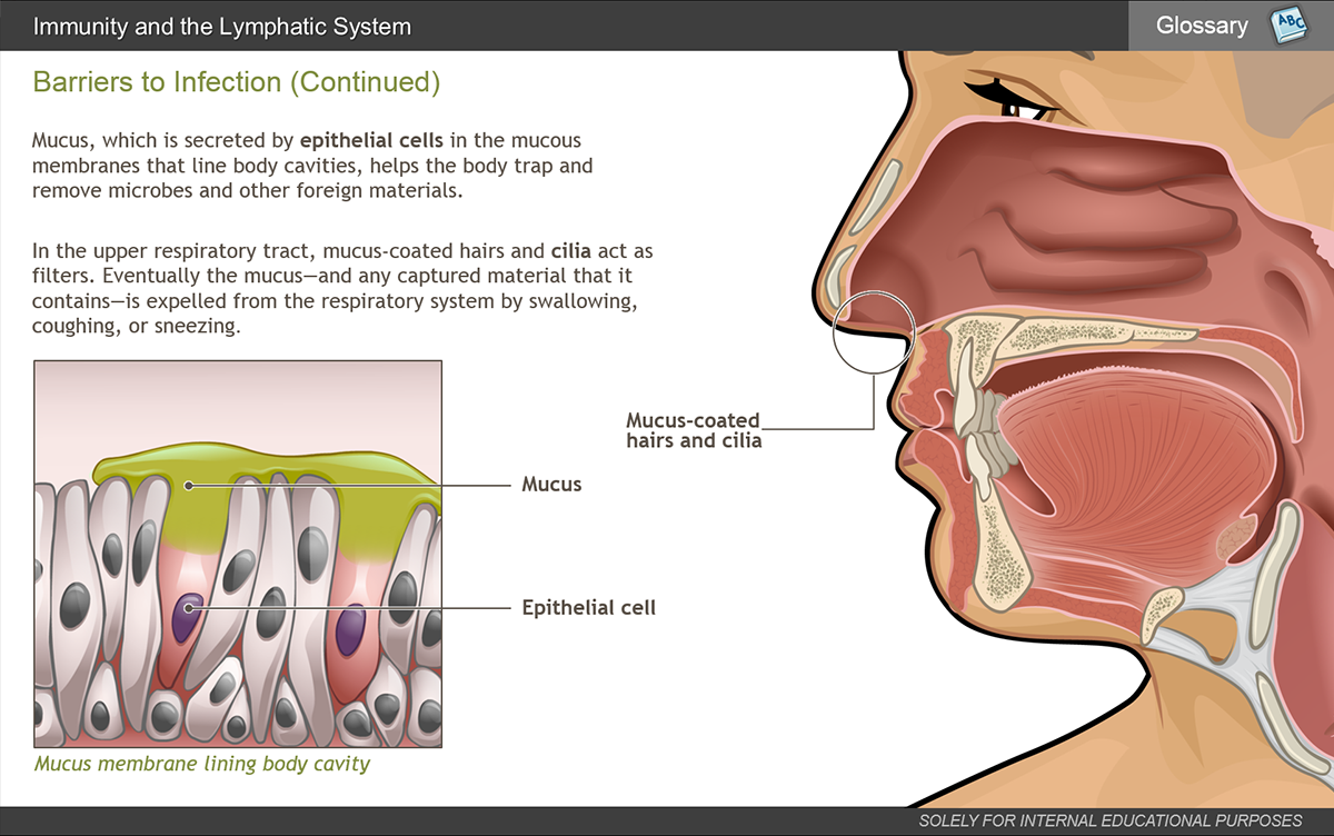 Anatomy of the Immune System eLearning